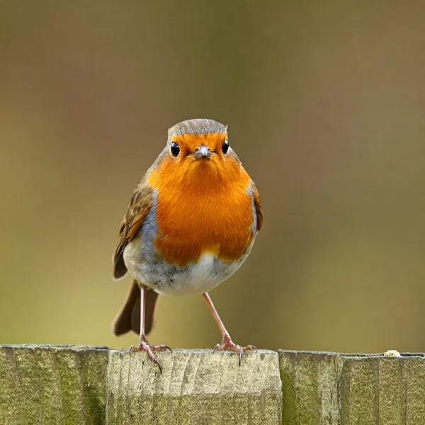 A Robin (bird)